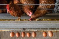 Cage-free egg shift could carry welfare, climate trade-offs