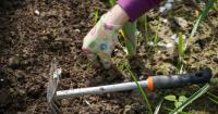 Summer gardening tips with Dan Drost on Access Utah