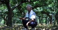 Japan's Kumamoto quake leaves deep scars on agriculture with damage costing $119 million