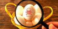 Polish eggs linked to 4 French Salmonella outbreaks