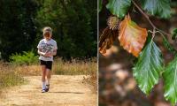 Why experts are keeping a worried eye on Ireland's heatwave and what all gardeners simply MUST do from now on as climate change brings on 'early autumn' effect