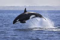Scientists Filmed an Orca Hunting Trick Seen Nowhere Else on Earth