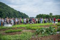 Growing Support: Agronomy Farm Research Field Day Shines Light on UMass Extension Agricultural Research