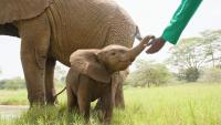 Inside the 24-Hour Routine Saving Kenya’s Orphaned Elephants