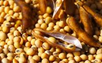 Germany makes progress on sustainable soy sourcing