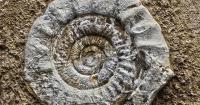 Dorset’s ‘best ever’ fossil collection sold to Abu Dhabi museum