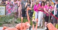 Denver Zoo's Flock Party celebrates 130 years of conservation