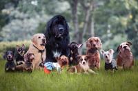America’s Most Popular Dog Name Revealed with Old Classics and TV-Inspired Picks Vying for Top Spot