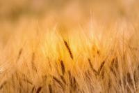South Africa’s Farm Jobs Fell Mildly From the First Quarter but Remained at a Decent Level The long-term trend for agricultural jobs is strong, but risks remain. WANDILE SIHLOBO - 12.8.2026