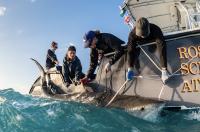 Tiger Sharks Are ‘Range Shifting’ Our Way