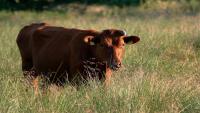 Seychelles allocates US$1.4M to revive livestock sector, reduce meat imports