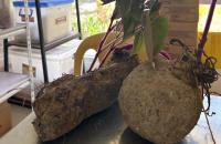 USDA: Global ube demand rises as Philippine growers struggle