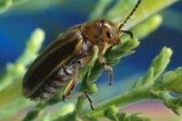 A beetle campaign against an invasive tree became a nesting crisis for birds in Arizona and New Mexico