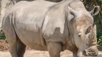 Indianapolis Zoo says goodbye to iconic white rhino Gloria