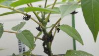 URI researchers study parasitic wasp to help control spotted lanternfly population