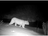 Wildlife cameras reveal how animals move along SR-224