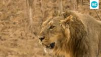 Gujarat’s Deesa to get  ₹542-cr zoo, desert-themed night safari: Official