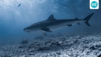 Who is Greg Wilfert? Maine lifeguard dragged underwater by shark describes horror, ‘It was frightening’