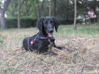  New dog-walking areas planned in Bishkek