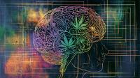 Cannabis: Genetics Reveal Why Use and Addiction Are Wired Differently