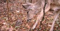 Got to Rare Footage Shows Woodcock Hens Fending Off an Unlikely Nest Intruder: Deer article