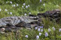 In Kenya, crocs moving closer to homes