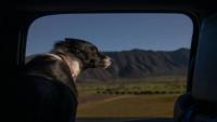 South Africa’s Panorama Route among world’s dog-friendly drives