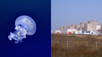 Jellyfish strike France’s biggest nuclear plant again and shut down three reactors