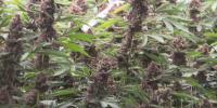 Sweet Life Canna Co.: Long Beach grow facility now stocked in 135 Mississippi dispensaries