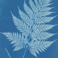 Cyanotypes star at next Art in the Park