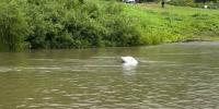 Bystander saves woman after vehicle goes into Ohio River, CFD says