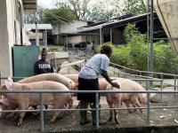 SIART/MALD Pig Breed Improvement Program Takes Shape as KG Farm Receives Breeding Pigs
