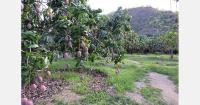 "Limited mango supply keeps prices healthy, but is a market shift looming?"