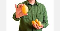 Tajikistan and Belarus expand cooperation in fruit and vegetable production