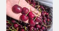 Canada gets a bigger late-season opening in India’s cherry market
