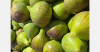 “Decreasing but still higher prices for Greek figs in the domestic market”