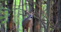 Hunting and trapping licenses now on sale in New York