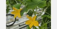 Scaling up in Dutch cucumber cultivation: 10 growers account for 31% of the acreage