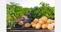 Saudi Arabia cultivates 623,770 tons of potatoes in 2025