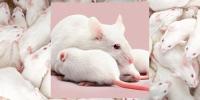 Scientists just created female clones of male mice