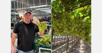 California grape shipments are close to 9 million boxes ahead of this same time last year