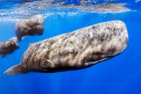 Male sperm whales produce the loudest communication sounds of any mammal on Earth