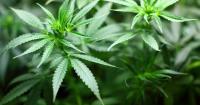 CHARL BOTHA | When cannabis regulatory uncertainty becomes a criminal opportunity