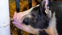 Pigs with swine flu at Michigan youth fair exposed people to virus