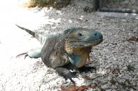 Ground Breaking News: New Home for Blue Iguana Conservation!