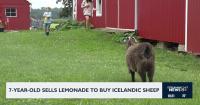 7-year-old Sells Lemonade to Buy Icelandic Sheep