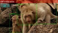 Nepal enlists AI to help fight against crop-raiding macaques