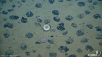 Six African countries now support precautionary pause on deep-seabed mining