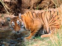 Environment Ministry panel defers Rajaji Tiger Reserve forest land diversion proposal to ease Char Dham Yatra traffic