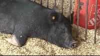 August vote in northern Michigan counties renews MSU Extension millages backing 4-H